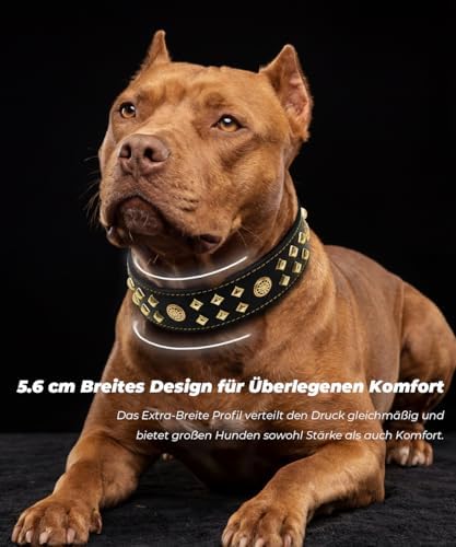 EliteGuard Hundehalsband Leder, 5,6 cm Breit, Schwarz-Gold, S|B0GMH3LXQZ