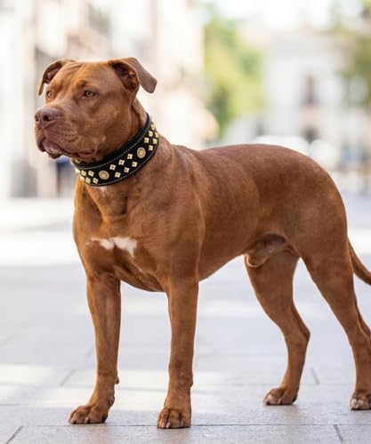 EliteGuard Hundehalsband Leder, 5,6 cm Breit, Schwarz-Gold, S|B0GMH3LXQZ
