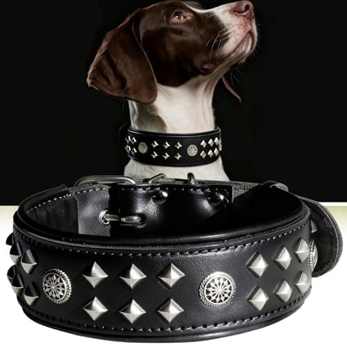 EliteGuard Hundehalsband Leder, 5,6 cm Breit, Schwarz-Gold, S|B0GMH3LXQZ