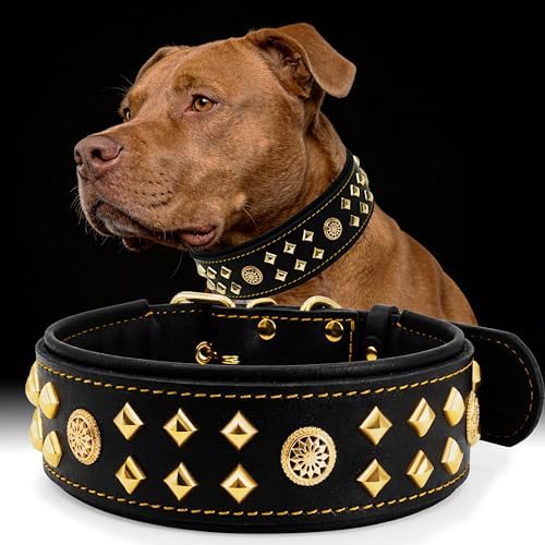 EliteGuard Hundehalsband Leder, 5,6 cm Breit, Schwarz-Gold, S|B0GMH3LXQZ