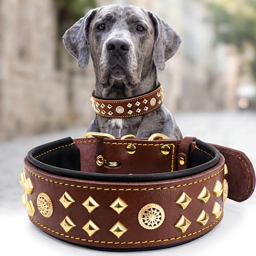 EliteGuard Hundehalsband Leder, 5,6 cm Breit, Schwarz-Gold, S|B0GMH3LXQZ