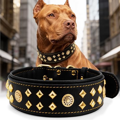 EliteGuard Hundehalsband Leder, 5,6 cm Breit, Schwarz-Gold, S|B0GMH3LXQZ