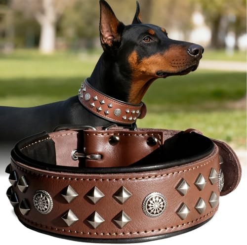 EliteGuard Hundehalsband Leder, 5,6 cm Breit, Schwarz-Gold, S|B0GMH3LXQZ