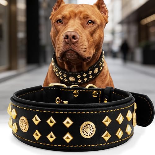 EliteGuard Hundehalsband Leder, 5,6 cm Breit, Schwarz-Gold, S|B0GMH3LXQZ
