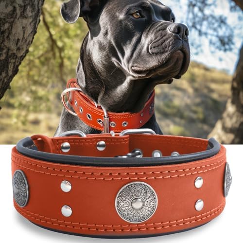 Hundehalsband Leder 5 cm Breites,Handgefertigt Weich und Luxuriös,BN-GD M|B0FSR47SDF