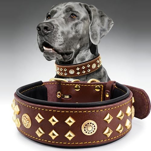 EliteGuard Hundehalsband Leder, 5,6 cm Breit, Schwarz-Gold, S|B0GMH3LXQZ