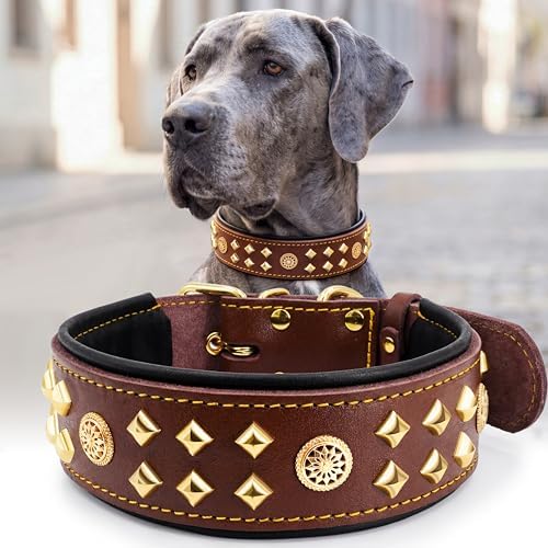 EliteGuard Hundehalsband Leder, 5,6 cm Breit, Schwarz-Gold, S|B0GMH3LXQZ
