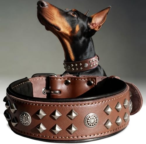 EliteGuard Hundehalsband Leder, 5,6 cm Breit, Schwarz-Gold, S|B0GMH3LXQZ