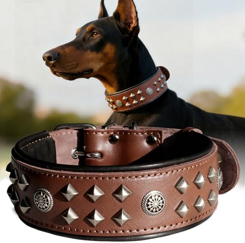 EliteGuard Hundehalsband Leder, 5,6 cm Breit, Schwarz-Gold, S|B0GMH3LXQZ