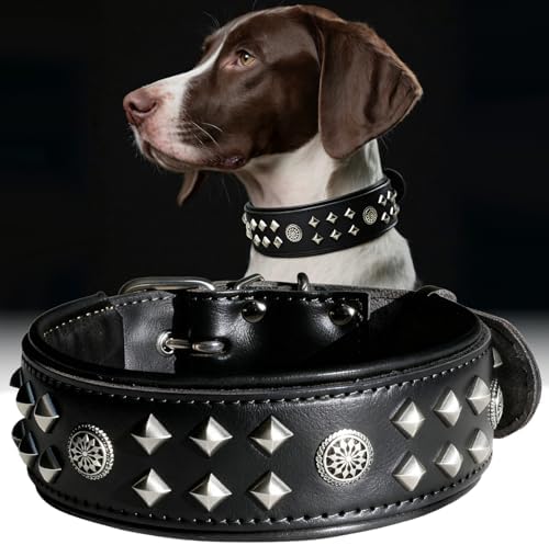 EliteGuard Hundehalsband Leder, 5,6 cm Breit, Schwarz-Gold, S|B0GMH3LXQZ