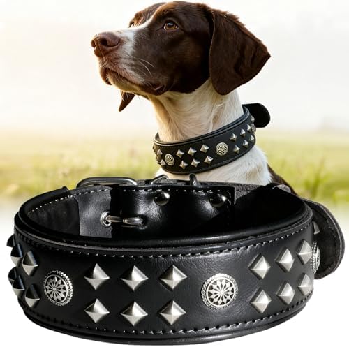 EliteGuard Hundehalsband Leder, 5,6 cm Breit, Schwarz-Gold, S|B0GMH3LXQZ